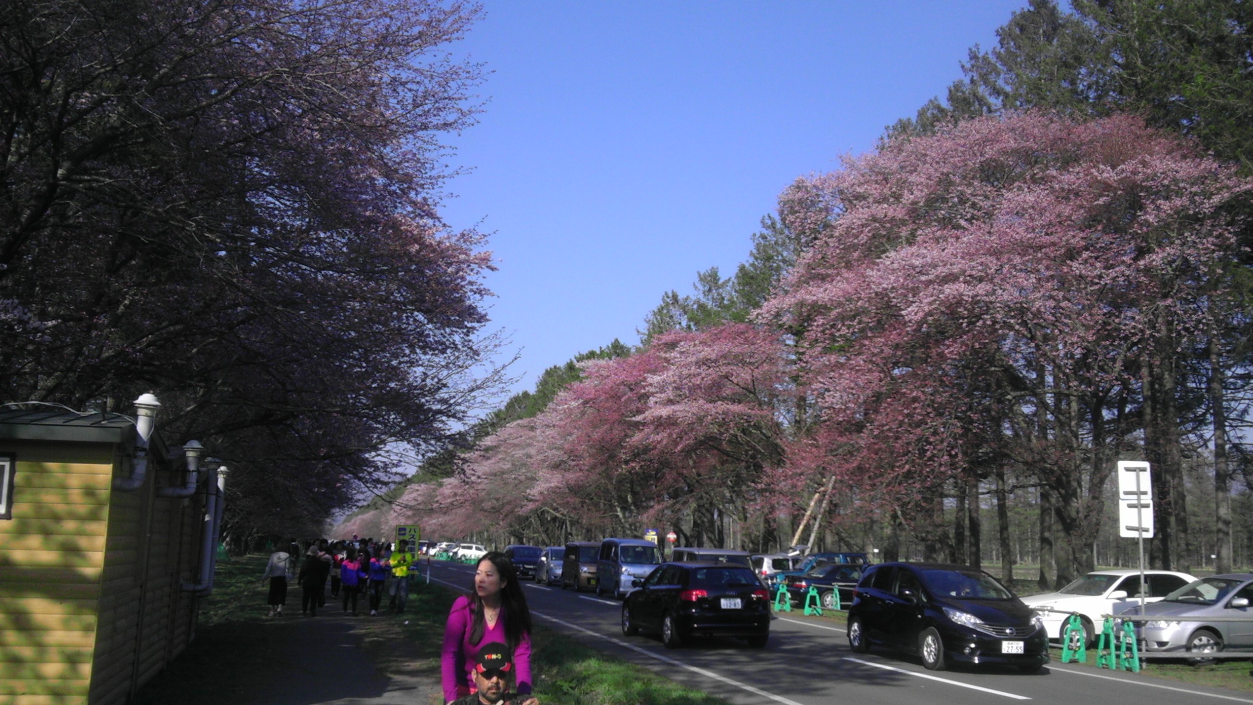 cherry blossoms